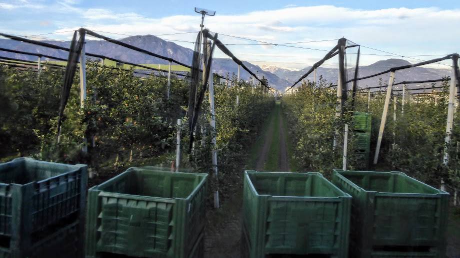 mallas manzana Alto Adige|malla-acolchado